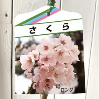    12cm󥰥ݥå ܤ   
