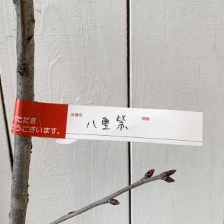   ȬŻ 12cm󥰥ݥå 䤨餵   