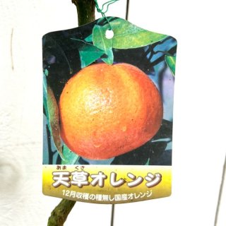 オレンジ 苗木 天草オレンジ 15cmポット苗 あまくさオレンジ オレンジ 苗