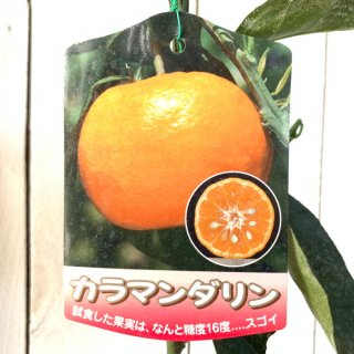 オレンジ 苗木 カラマンダリン 15cmポット苗 オレンジ 苗