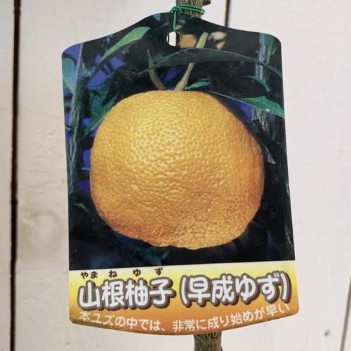 ゆず 苗木 山根ユズ 15cmポット苗 やまねゆず ユズ 苗 柚子