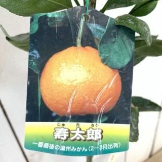 ߤ  Ϻ 15cmݥå 夿 ߥ  ̪
