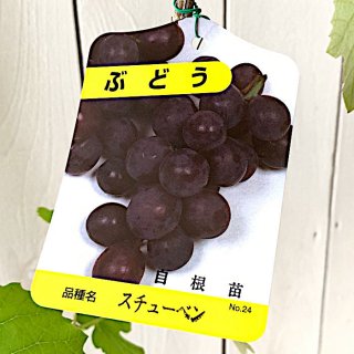 葡萄（ぶどう） - ブルーベリーやスモークツリーなど植物苗の通販店