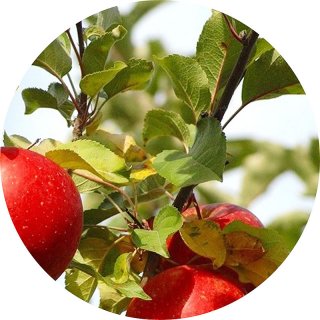 リンゴ 苗木 みしまふじ 12cmポット苗 りんご 苗 林檎