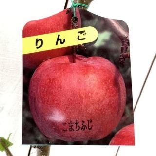   ޤդ 12cmݥå   Ӹ