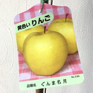 リンゴ 苗木 ぐんま名月 13.5cmポット苗 (ワイ性) りんご 苗 林檎