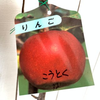 リンゴ 苗木 こうとく 15cmポット苗 高徳 コウトク りんご 苗 林檎