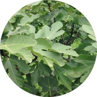 Agrigento苗　イチジク苗　いちじく苗 いちじく苗① イチジク苗 商品説明読んで下さい - メルカリ