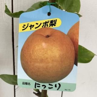   ˤä 12cmݥå ʤ  ʥ