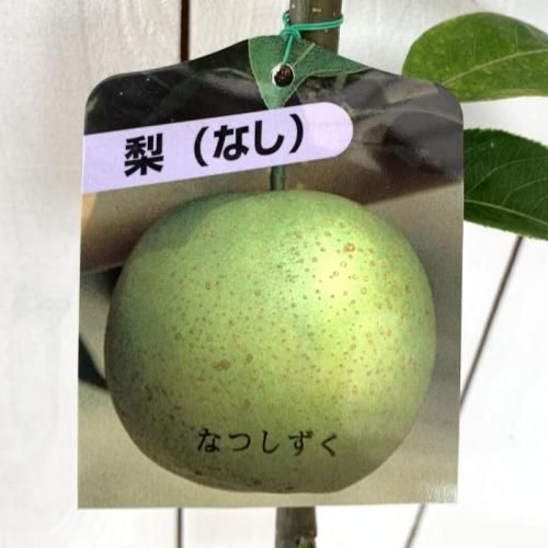 梨 苗木 なつしずく (PVP) 12cmポット苗 なし 苗 ナシ 登録品種