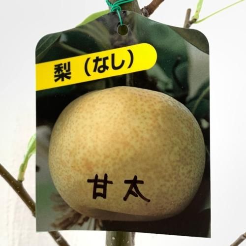 梨 苗木 甘太 (PVP) 15cmポット苗 かんた なし 苗 ナシ 登録品種