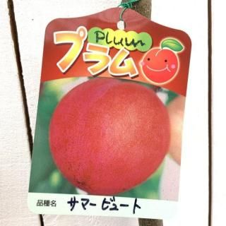 スモモ - ブルーベリーやスモークツリーなど植物苗の通販店