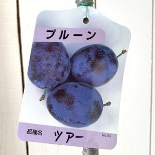 ץ롼  ĥ 15cmݥå ץ롼 