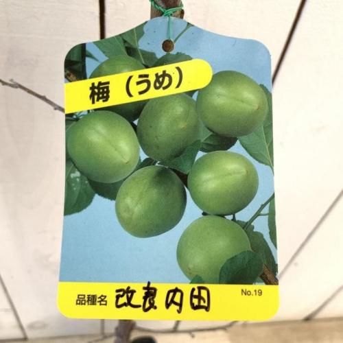 雲彩カット苗サイズを見る¥999-1999 雲彩カット苗サイズを見る