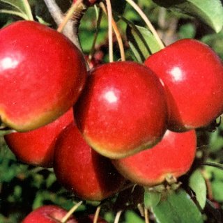 リンゴ 苗木 ゴージャス 13.5cmポット苗 りんご 苗 林檎 クラブアップル