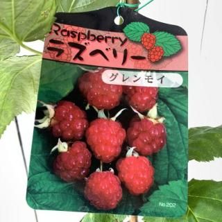 �饺�٥꡼ ���� �����⥤ (�Ȥ��ʤ�) (�ּ�) 12cm�ݥå��� �饺�٥꡼ ��