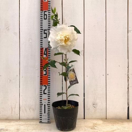 椿 苗木 エレガンスシャンペン 13.5cmポット苗 エレガンスシャンペーン