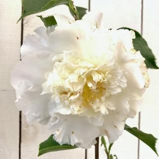 �� ���� ���쥬�󥹥����ڥ� 13.5cm�ݥå��� ���쥬�󥹥����ڡ��� �ĥХ� �� �ĤФ�