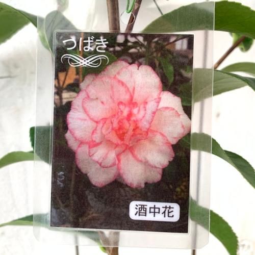 椿 苗木 酒中花 13.5cmポット苗 しゅちゅうか ツバキ 苗 つばきー椿や