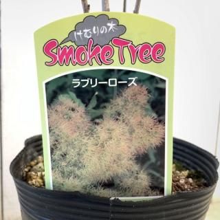 ⡼ĥ꡼  ֥꡼ 13.5cmݥå 3ǯ ⡼ĥ꡼ 