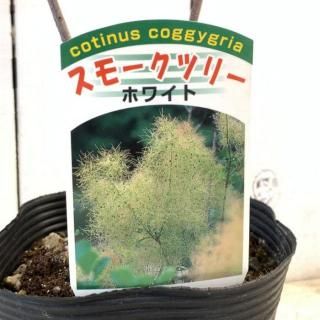 ⡼ĥ꡼  ۥ磻ȥܡ 13.5cmݥå 3ǯ ⡼ĥ꡼ 