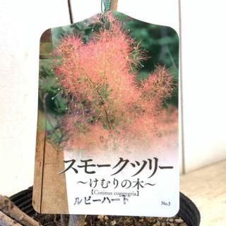 ⡼ĥ꡼  ӡϡ 13.5cmݥå 3ǯ ⡼ĥ꡼ 