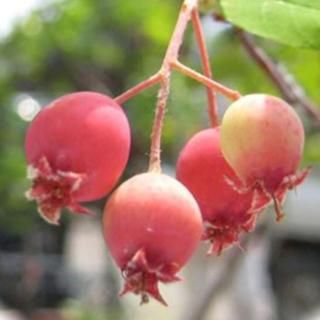 ���塼��٥꡼ ���� �Х�꡼�� ���� ���塼��٥꡼ ��