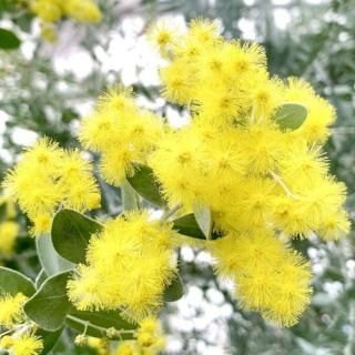 ߥ⥶  ѡ륢 12cmݥå 2ǯ ե ߤ⤶