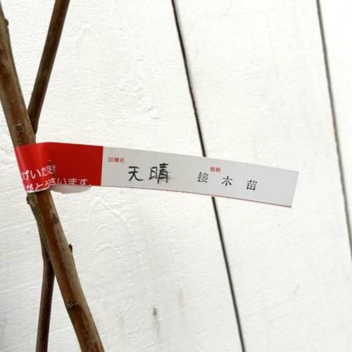 ぶどう 苗木 天晴 接木苗 12cmロングポット苗 ブドウ 苗 葡萄