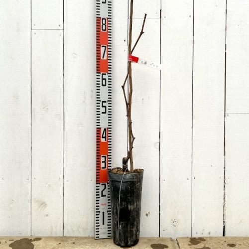 ぶどう 苗木 天晴 接木苗 12cmロングポット苗 ブドウ 苗 葡萄