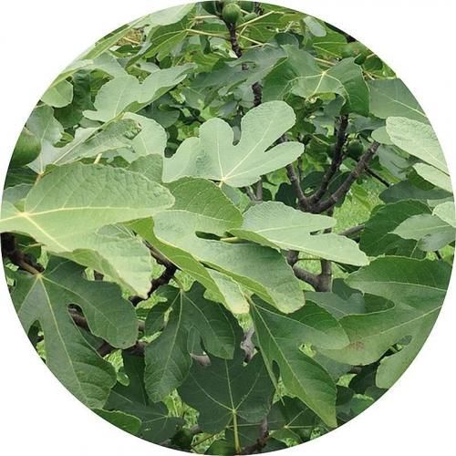 TC12苗　イチジク苗　いちじく苗 イチジク 苗木 ブルンスウィック 15cmポット苗 いちじく 苗