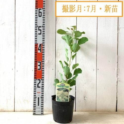 大苗-2. グリーンボール スモークツリー 苗 苗木 雌株