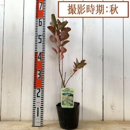 スモークツリー 苗木 グリーンボール 13.5cmポット苗 3年生苗 スモーク