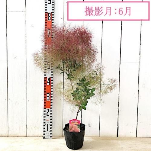 スモークツリー リトルルビー全長120cm鉢物苗超大株 - 植物/観葉植物