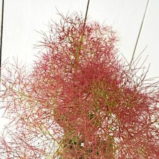 ⡼ĥ꡼  ȥӡ 13.5cmݥå 3ǯ ⡼ĥ꡼ 