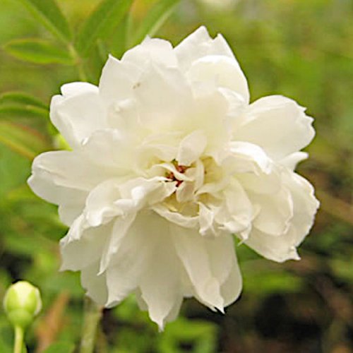 珍しいモッコウ薔薇 一重白 挿し木苗 - 植物/観葉植物