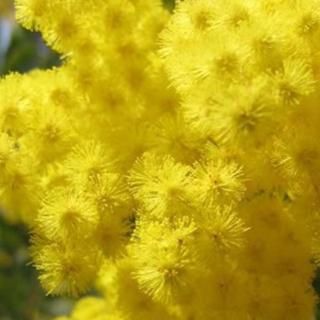 ߥ⥶  ߥ⥶ 12cmݥå 3ǯ ե ߥ⥶ 