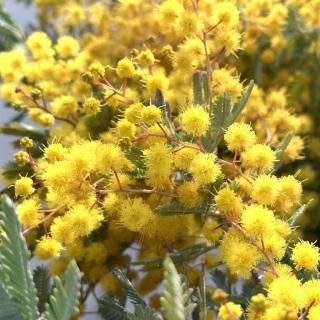 ߥ⥶  ץץ쥢 12cmݥå 3ǯ ե ߥ⥶ 