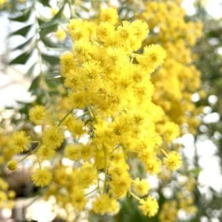 ߥ⥶   12cmݥå 3ǯ ߥ⥶ 