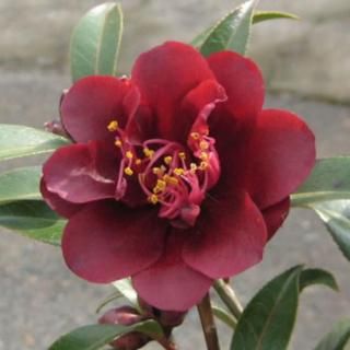 �� ���� �ʥ��ȥ饤���� 13.5cm�ݥå��� 3ǯ���� �ĥХ� �� �ĤФ�