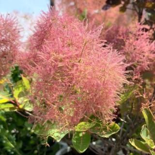 ⡼ĥ꡼  Х顼 13.5cmݥå 3ǯ ⡼ĥ꡼ 