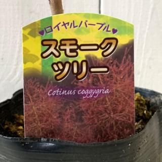 ⡼ĥ꡼  ѡץ 13.5cmݥå 3ǯ ⡼ĥ꡼ 