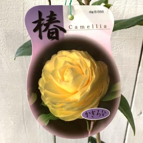 ダーロネガ　椿　黄色系椿 ダーロネガ 椿 黄色系椿 初黄 椿 の特徴と育て方 | 苗木部