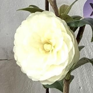 �� ���� �������� 13.5cm�ݥå��� 3ǯ���� �������� �ĥХ� �� �ĤФ�