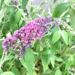 ֥åɥ쥢  եѥ 13.5cmݥå 3ǯ ֥åȥ쥢 