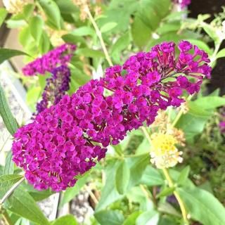 ֥åɥ쥢  å 13.5cmݥå 3ǯ ֥åȥ쥢 