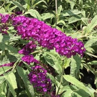 ֥åɥ쥢  ϡ쥯 13.5cmݥå 3ǯ ֥åȥ쥢 