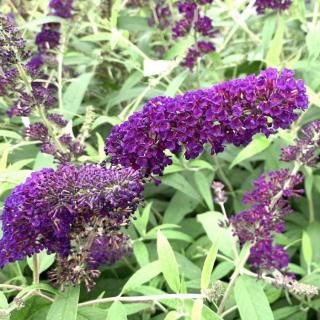 ֥åɥ쥢  ֥åʥ 13.5cmݥå 3ǯ ֥åȥ쥢 