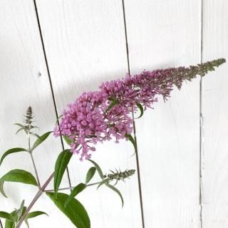 ֥åɥ쥢  ԥ󥯥ѡ 13.5cmݥå 3ǯ ֥åȥ쥢 