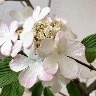 �ӥС��ʥ� ���� �ԥ󥯥ӥ塼�ƥ��� 13.5cm�ݥå��� 3ǯ���� �ӥС��ʥ� ��